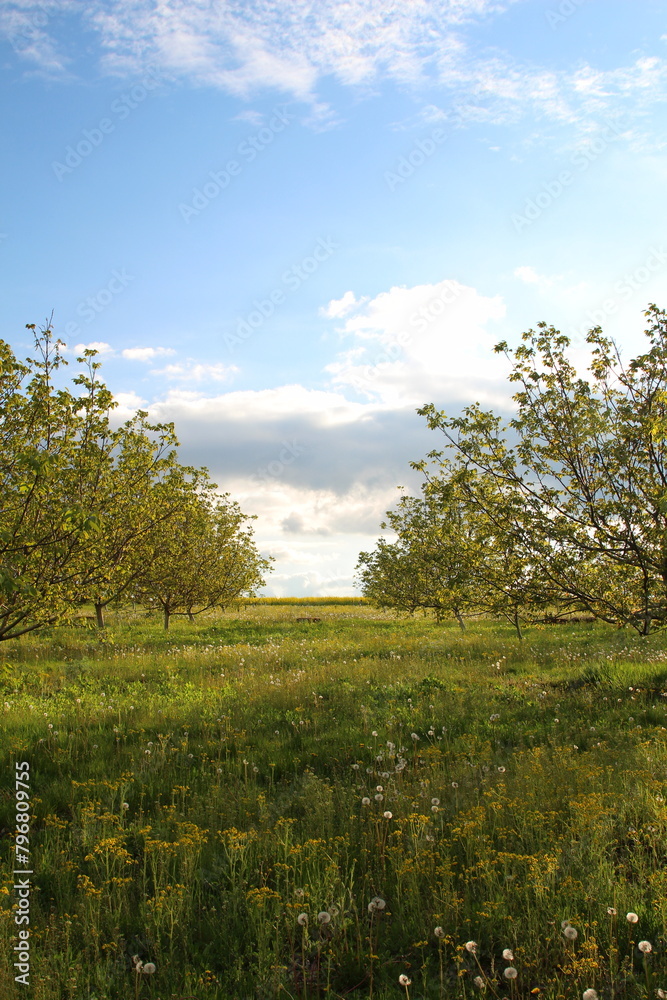 Fototapeta premium A grassy field with trees and blue sky