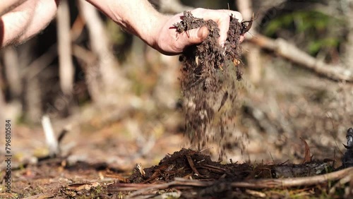 farmer holding soil in hand and pouring soil on ground. connected to the land and environment. soil agronomy in australia. soil heath study. in touch with nature photo