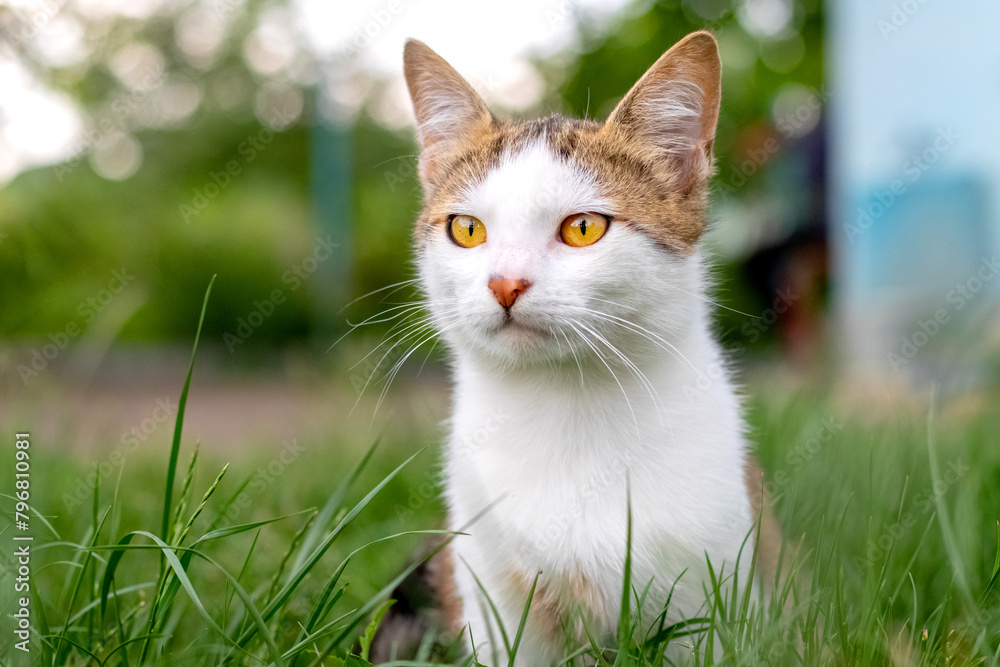 A white cat with brown spots sits in the garden among the green grass