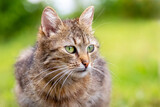 Brown cat with a attentive gaze in the garden against a blurred background, a cat portrait