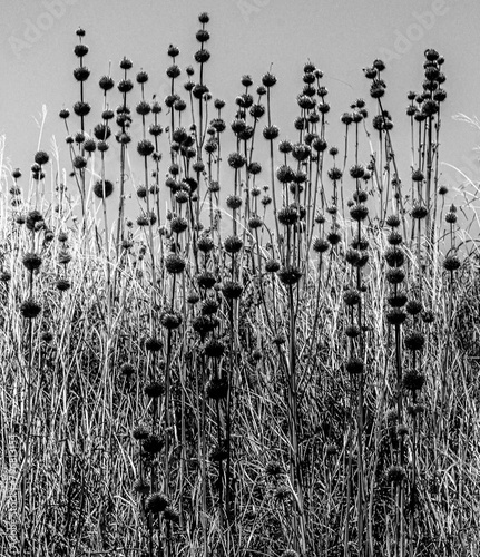 Teasel field in the morning photo