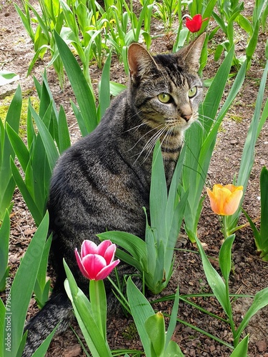 Beautiful cat sitting in a field of colorful tulips in springtime