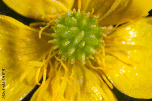 Extreme close-up of the buttercup (Ranunculs) flower