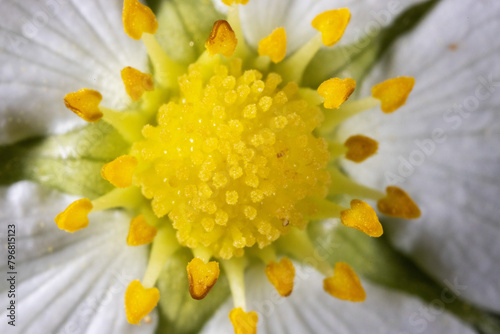 Extreme close-up of the flower of Fragaria vesca, commonly called wild strawberry or woodland strawberry