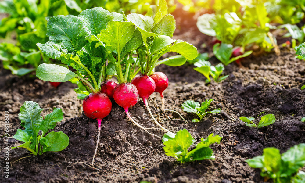 Radishes just harvested from the soil of a garden on a sunny day Radishes just harvested from the soil of a garden on a sunny day