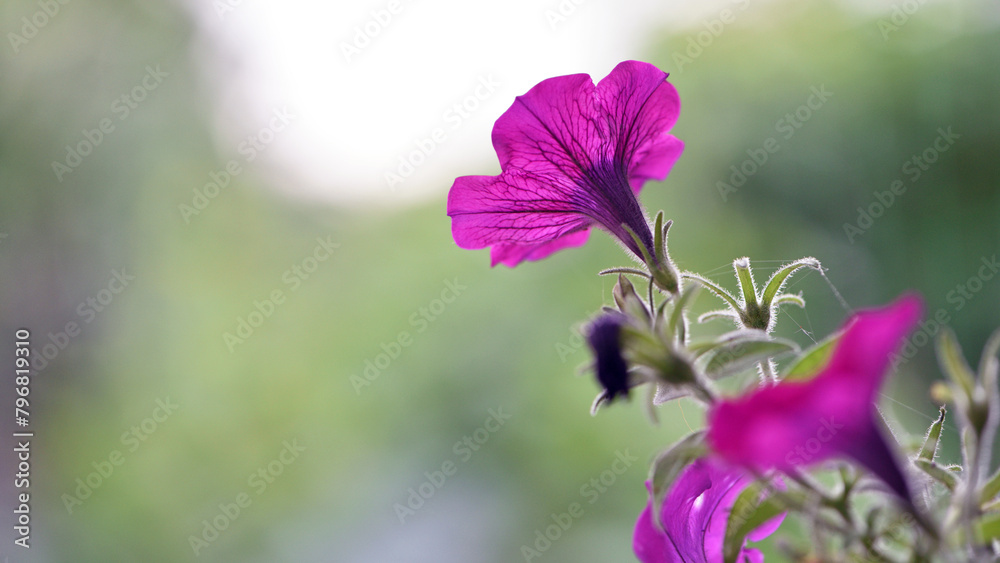 Fototapeta premium beautiful pink flower. flowers in the spring park. plants in a country garden. beautiful flowers, flower bed in the summer garden. Red flowers. beautiful flower blooming flowerpot, close-up