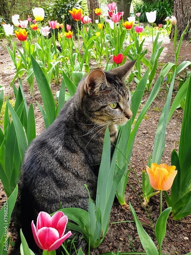 Beautiful cat sitting in a field of colorful tulips in springtime
