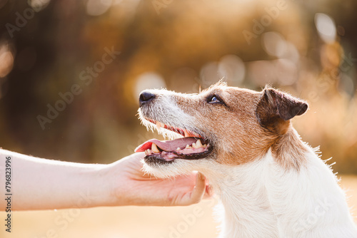Slika na platnu Dog owner caress her loyal dog looking back with love and affection