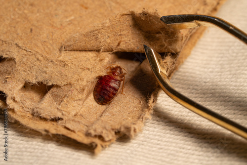 Bedbug macro