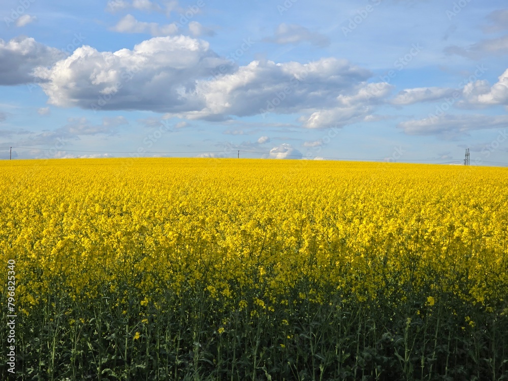 rapeseed field and sky rapeseed field and sky