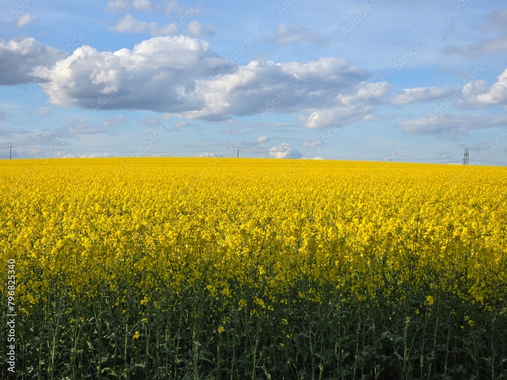 rapeseed field and sky