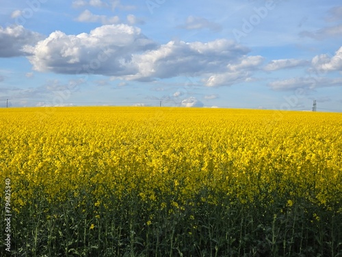 rapeseed field and sky © JKN