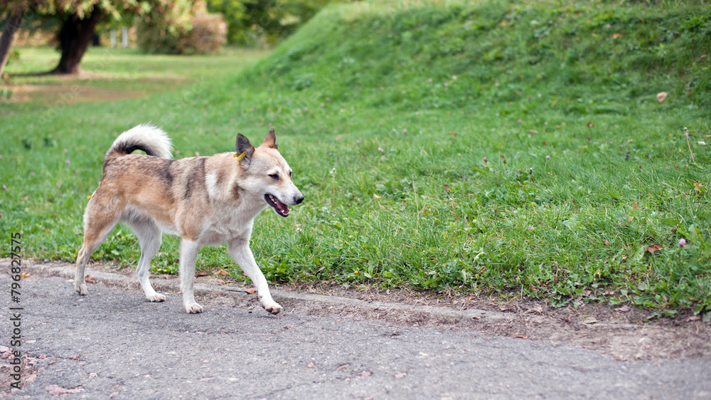 Red dog runs along the path, on a walk. a red-haired dog on a green lawn. hunter, sad eyes. homeless animal. pet is resting, domestic beautiful dog. four-legged friend. close-up Red dog runs along the path, on a walk. a red-haired dog on a green lawn. hunter, sad eyes. homeless animal. pet is resting, domestic beautiful dog. four-legged friend. close-up