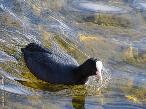 black coot - Fulica atra - swimming in lake