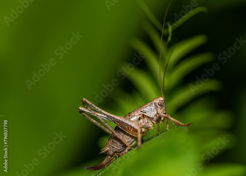 close up-view of a female locust. Macro of a brown grasshopper