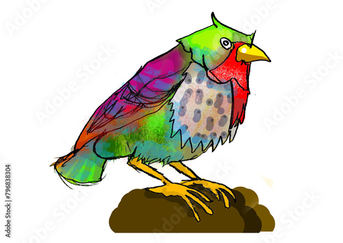 Colorful Bird on the rock 