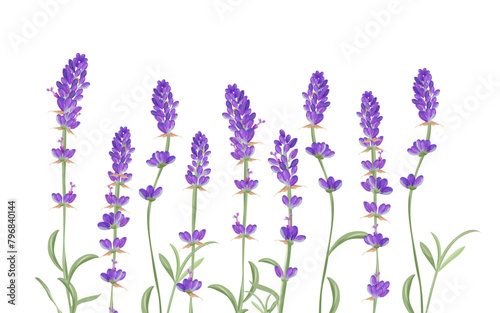 Lavender floral plants. Botanical and healthy thematic. Aromatherapy and alternative medicine. Tiled and tillable, Wallpaper, wrapping paper design, textile, scrapbooking.