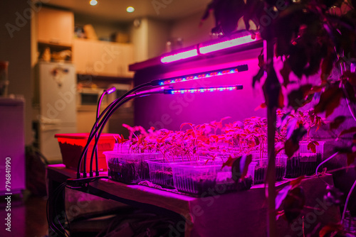 Array of plant seedlings flourish under the glow of LED grow lights in a cozy indoor setting, blending technology with urban gardening. Home cultivation of tomato and pepper seedlings in plastic