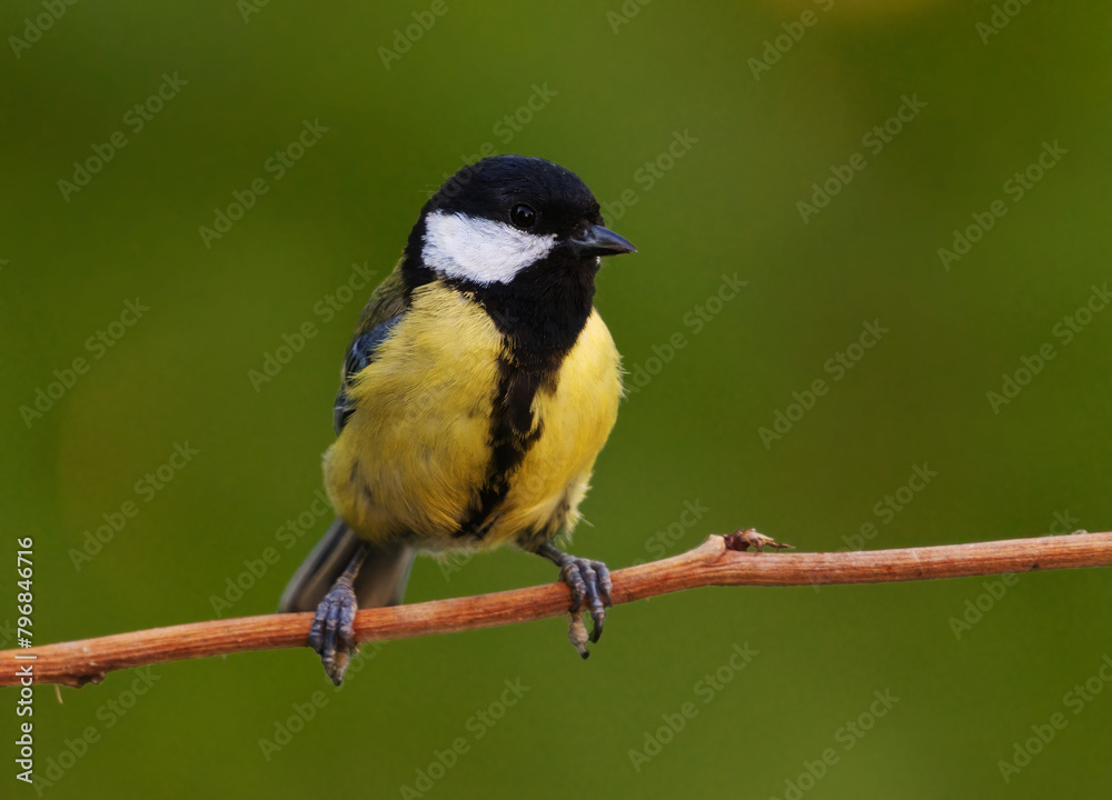 Great tit (Parus major) sitting on a branch in the garden in summer.	
