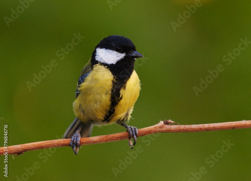 Great tit (Parus major) sitting on a branch in the garden in summer. 