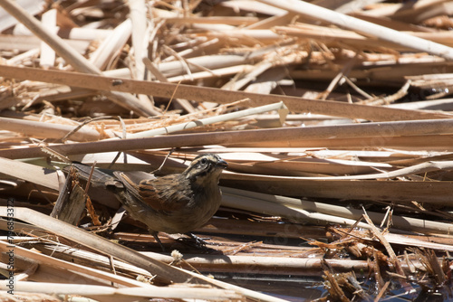 Cape Bunting drinking water in Karoo Reserve