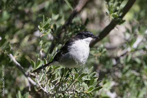 Fiscal flycatcher Sigelus silens in the Karoo South Africa