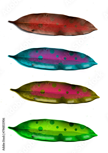 colorful plant leaves illustration