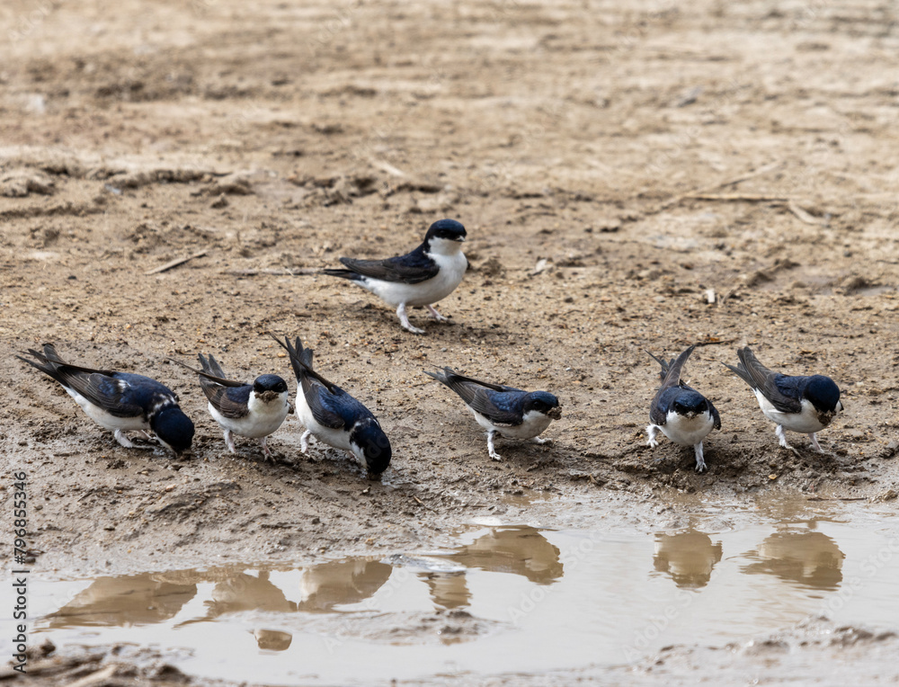 The house martin (Delichon urbicum) is a small migratory bird and it is characterized by its striking blue-black upperparts, contrasting sharply with its pure white underparts and rump. The house martin (Delichon urbicum) is a small migratory bird and it is characterized by its striking blue-black upperparts, contrasting sharply with its pure white underparts and rump.