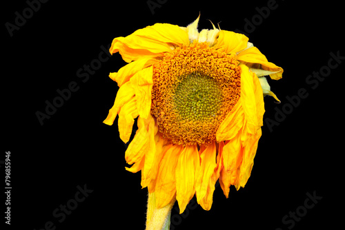 Droopy Sunflower Mandala 09