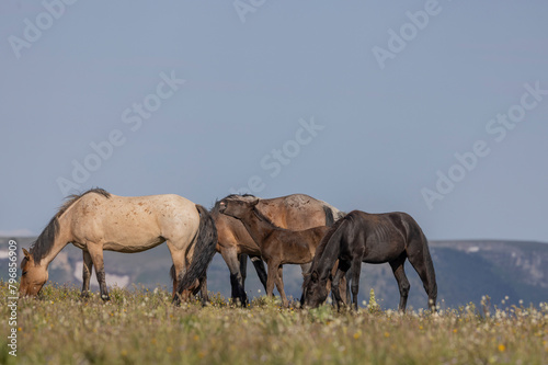 Wild Horses in the pryor Mountains Montana in Summer photo