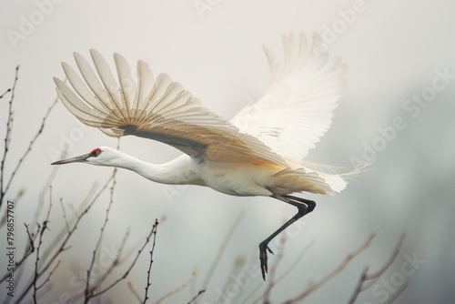 A whooping crane in flight, its large wingspan a striking feature against the open sky, photo