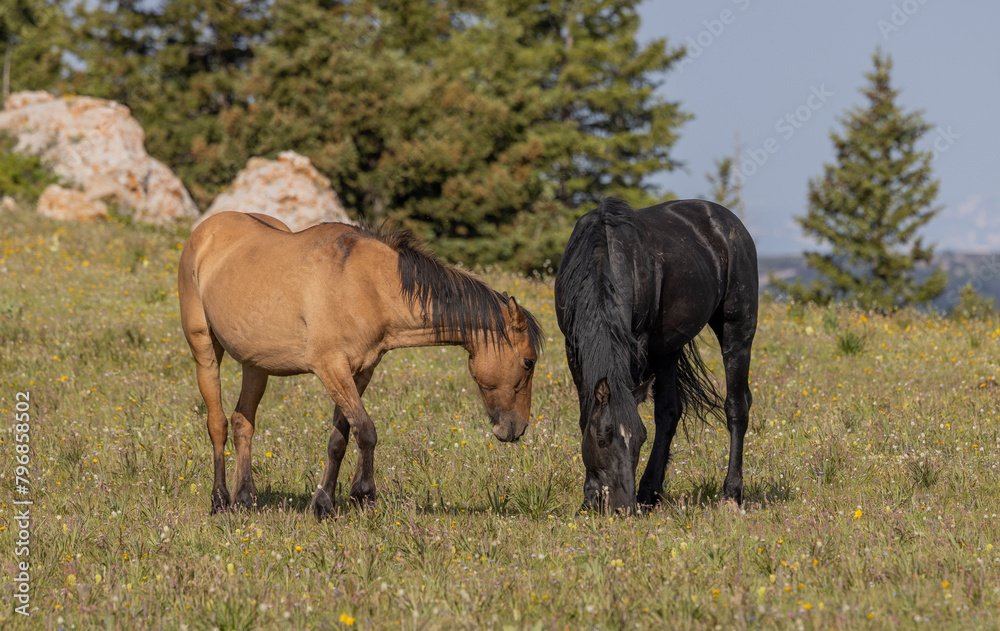 Wild Horses in the pryor Mountains Montana in Summer Wild Horses in the pryor Mountains Montana in Summer