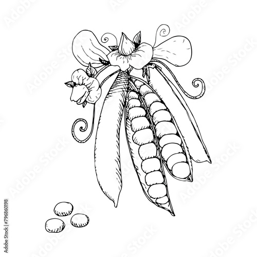 Pea pods  hand drawn vector illustration in engraving style. Design element for logo, label, sign, emblem, poster.