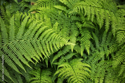 Natural fern background -Beautiful ferns leaves green foliage photo