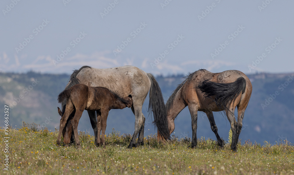 Fototapeta premium Wild Horses in the pryor Mountains Montana in Summer