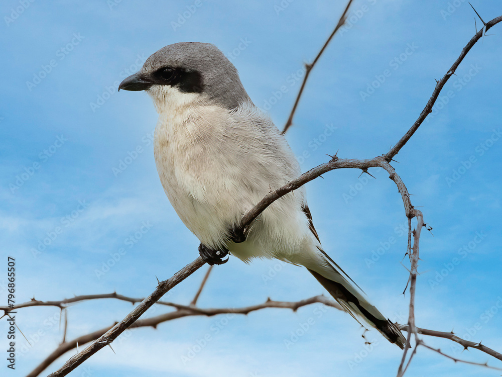 Fototapeta premium bird in tree