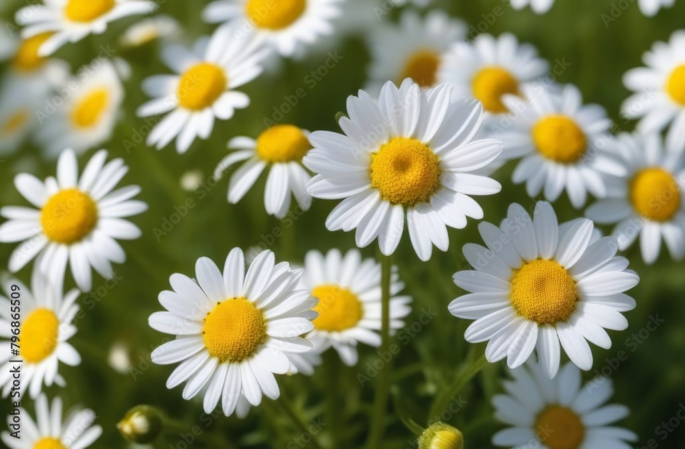 Wild daisy flowers growing on meadow, white chamomiles on green grass background. Oxeye daisy, Leucanthemum vulgare, Daisies, Dox-eye, Common daisy, Dog daisy, Gardening concept. Wild daisy flowers growing on meadow, white chamomiles on green grass background. Oxeye daisy, Leucanthemum vulgare, Daisies, Dox-eye, Common daisy, Dog daisy, Gardening concept.