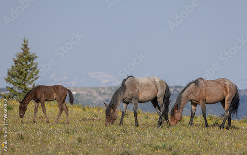 Wild Horses in the pryor Mountains Montana in Summer © natureguy