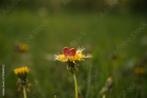 a photo of a dandelion flower on which lies a red heart. Feeling of peace and unity with nature
