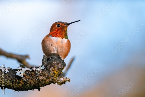 Rufous humming bird sitting on a beautiful perch photo
