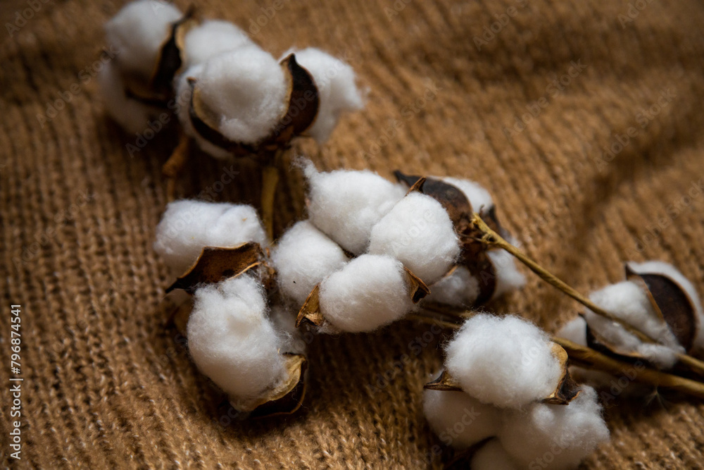 Closeup photo of gentle cotton flowers Closeup photo of gentle cotton flowers