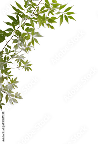 bamboo leaves transparent background