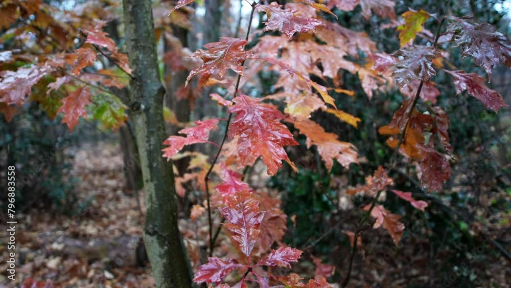 Reflections of rain, the autumn forest awakens. Reflections of rain, the autumn forest awakens.