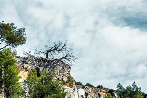 Tree growing in the rock. Penteli mountain, Greece.