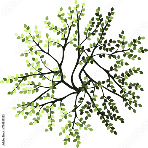 Tree for architectural floor plans. Entourage design. Top view tree for the landscape design plan. Vector illustration.