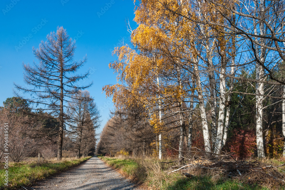 Fototapeta premium autumn in the park