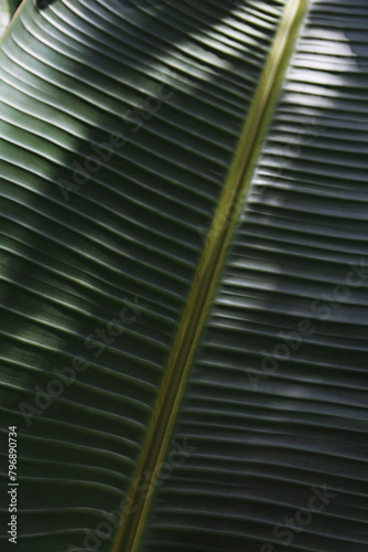 Texture image of a green palm leaf streak . Background  copy space  close up  macro shot.