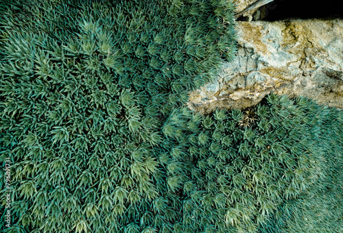 Feinste Detail in der Natur, Pflanzen im Nahbereich, stachlig wehrhaft photo