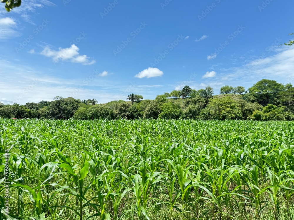Cultivo de maiz tierno en el campo cielo muy azul
