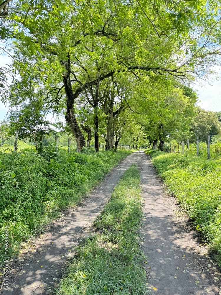 camino de campo con mucha naturaleza camino de campo con mucha naturaleza